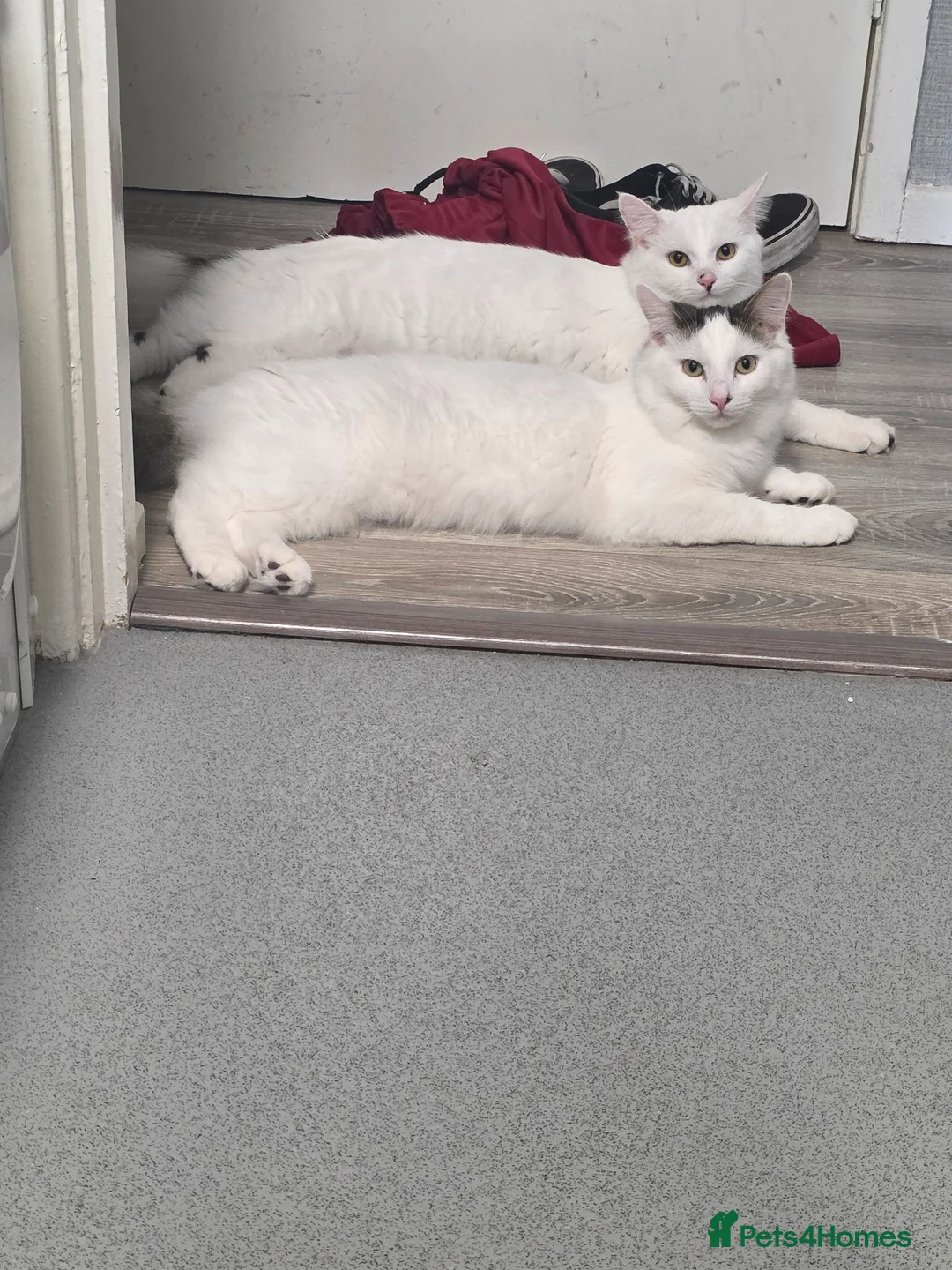 Mixed Breed cats for sale: Brothers looking for forever home - Advert 2