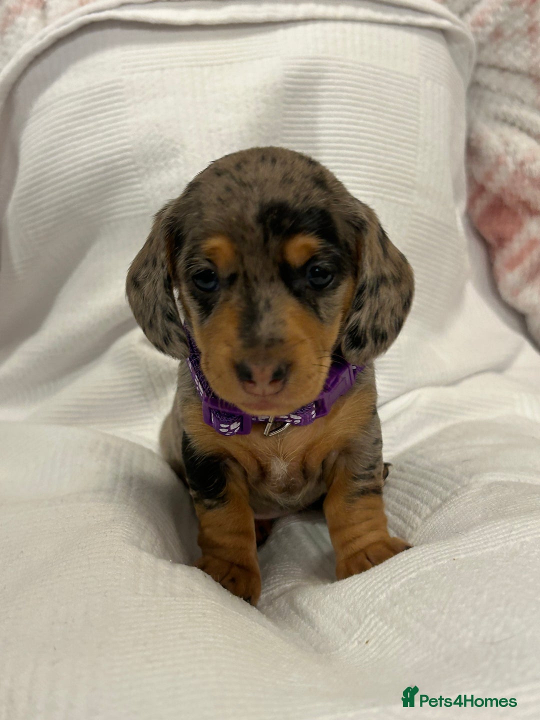 Miniature Dachshund dogs for sale: Beautiful Miniature dachshund puppies - Image 8