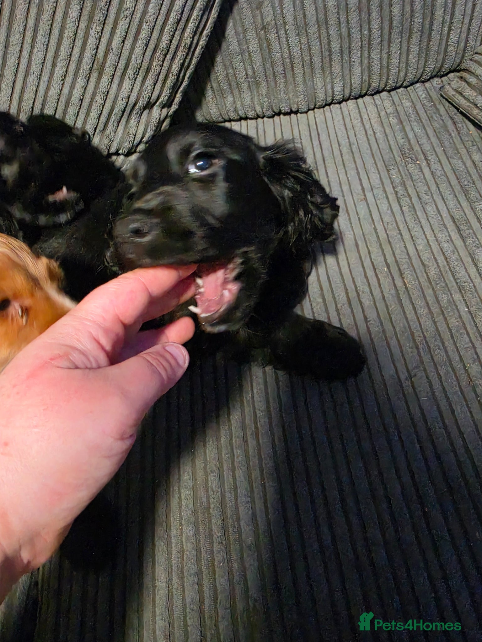Cocker Spaniel dogs Last boy puppy left  - Advert 18