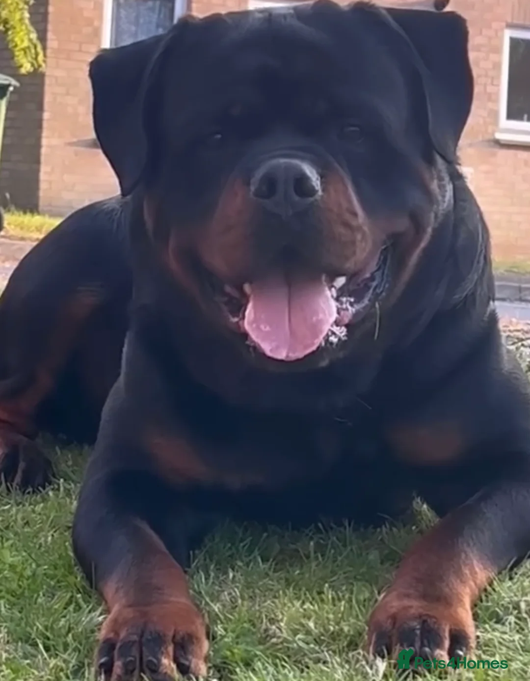 Rottweiler dogs for stud: STUNNING HEALTH TESTED KC STUD in Cardiff - Advert 2