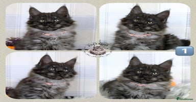 Maine Coon cats - Advert 12
