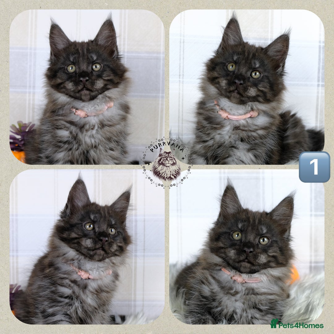 Maine Coon cats for sale: TICA registered adorable Maine coon kittens - Image 2