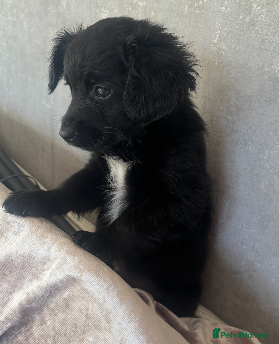 Mixed Breed dogs for sale: Cockeranians - Advert 11