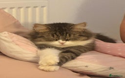 Mixed Breed cats for sale: 4 Persian x kittens  - Image 11