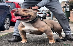 American Bully dogs for sale: Champion Bloodline American Pocket Bully Puppies - Image 11