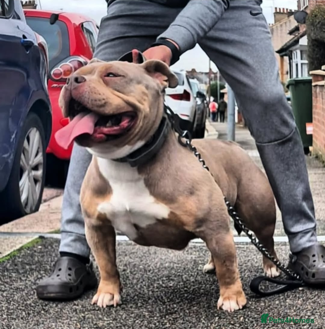 American Bully dogs for sale: Champion Bloodline American Pocket Bully Puppies - Image 11
