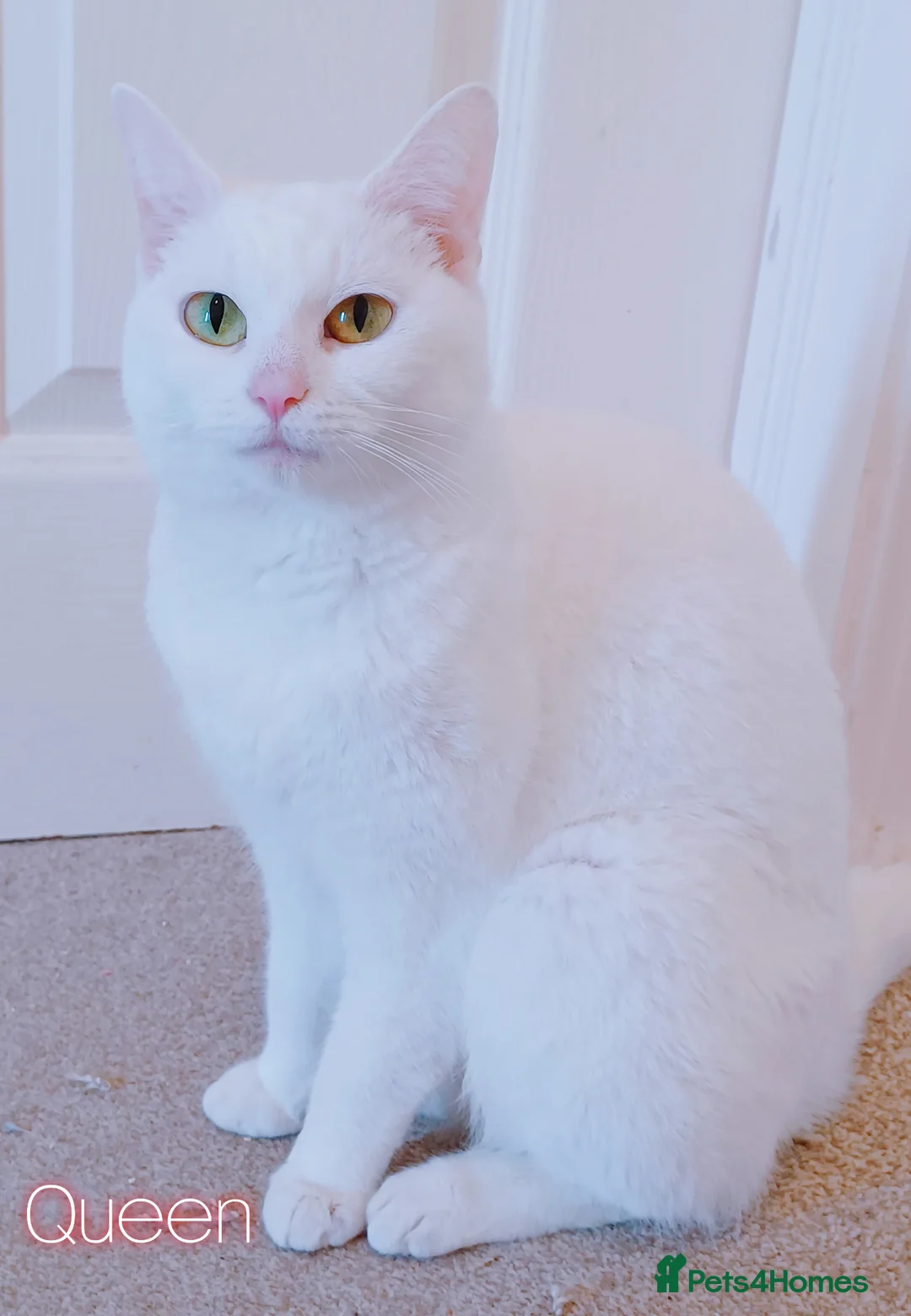 Mixed Breed cats for sale: 6 Gorgeous Pure White Kittens  in Reading - Advert 20