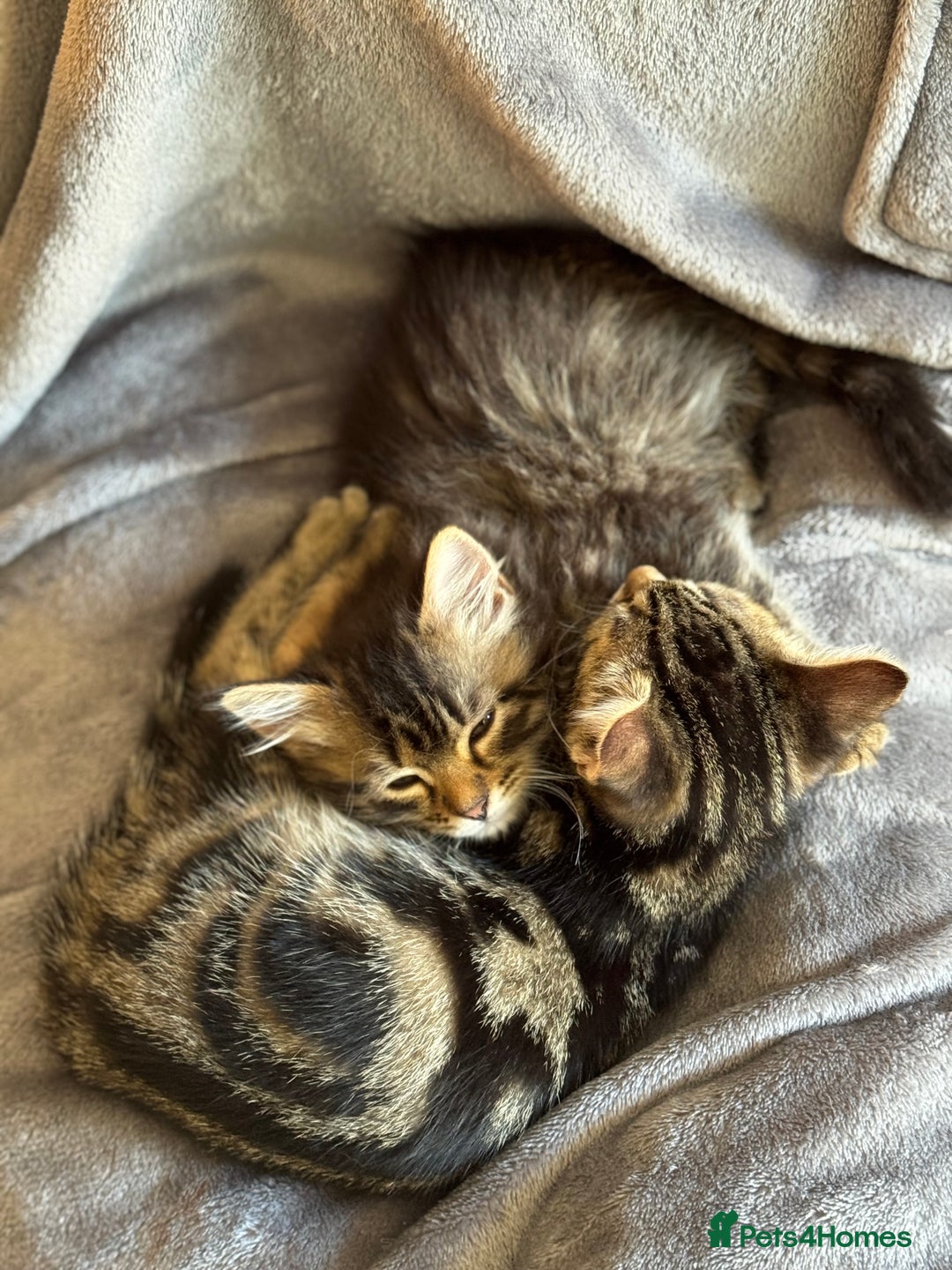 Mixed Breed cats for sale: 12 weeks Tabby/maine coon kitten  in Derby - Image 6