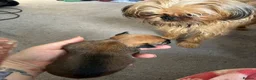 Mixed Breed dogs for sale: griffon cross Chihuahua puppies in Darlington - Advert 15