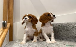 Cavalier King Charles Spaniel dogs for sale: Cavalier puppies  - Image 5