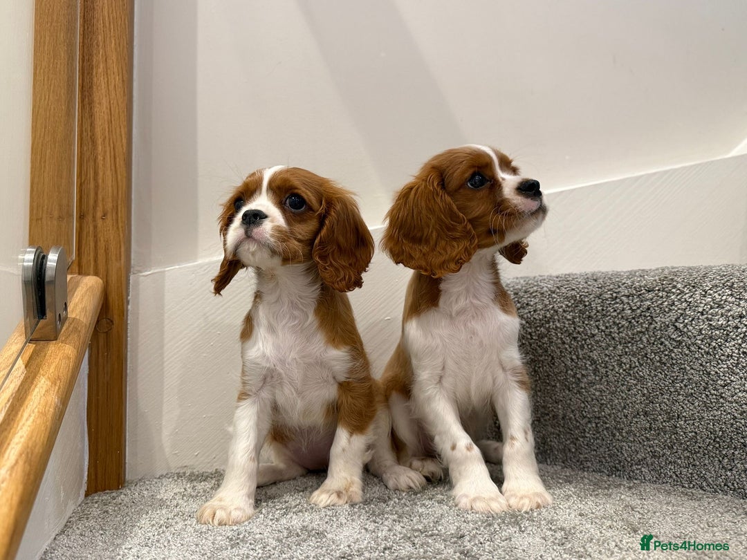 Cavalier King Charles Spaniel dogs for sale: Cavalier puppies  - Image 5
