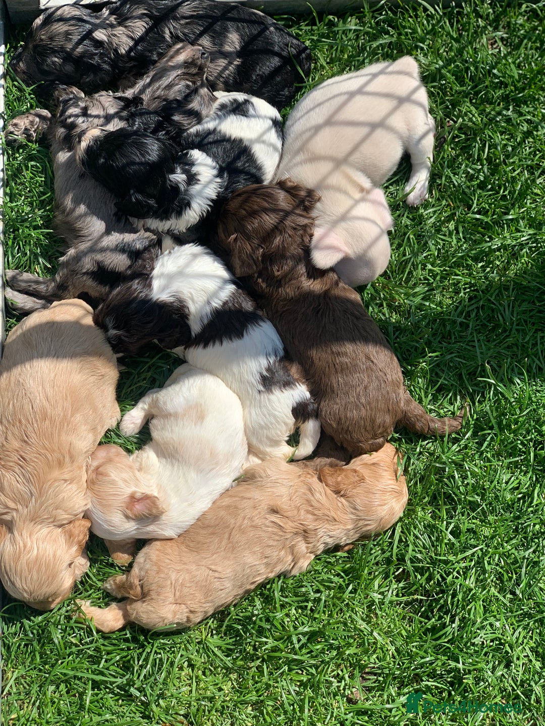 Cockapoo dogs for sale: Stunning F1 show Cockapoos  - Image 19