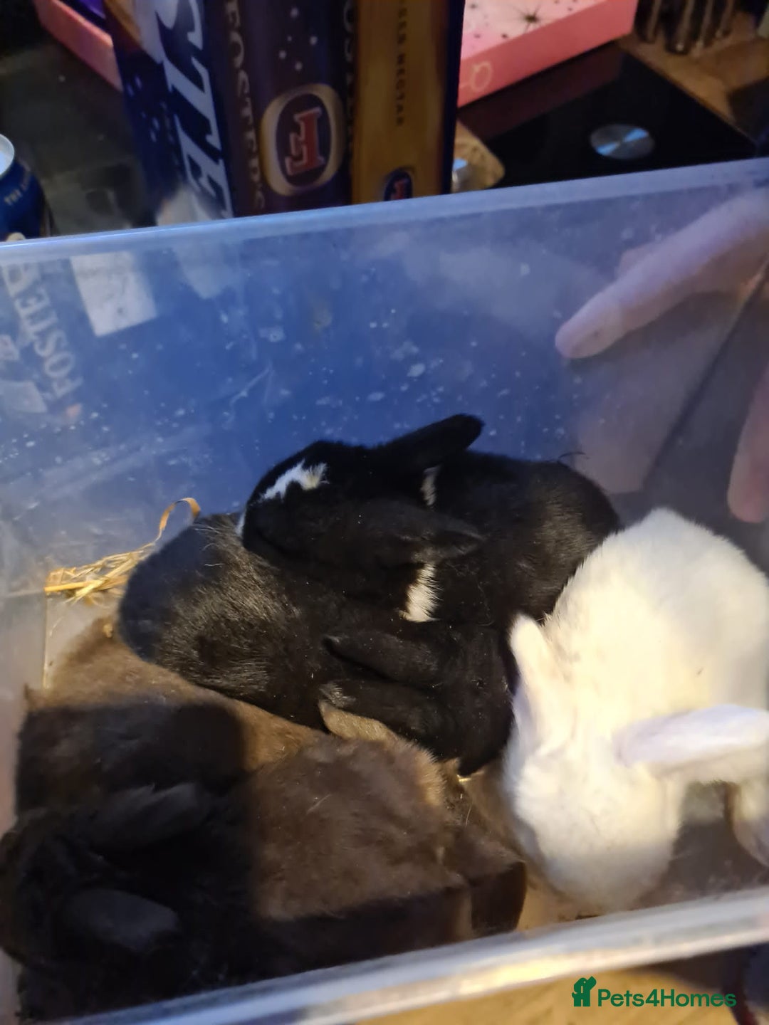 Mixed Breed rabbits for sale: accidental litter of five rabbits  - Advert 5