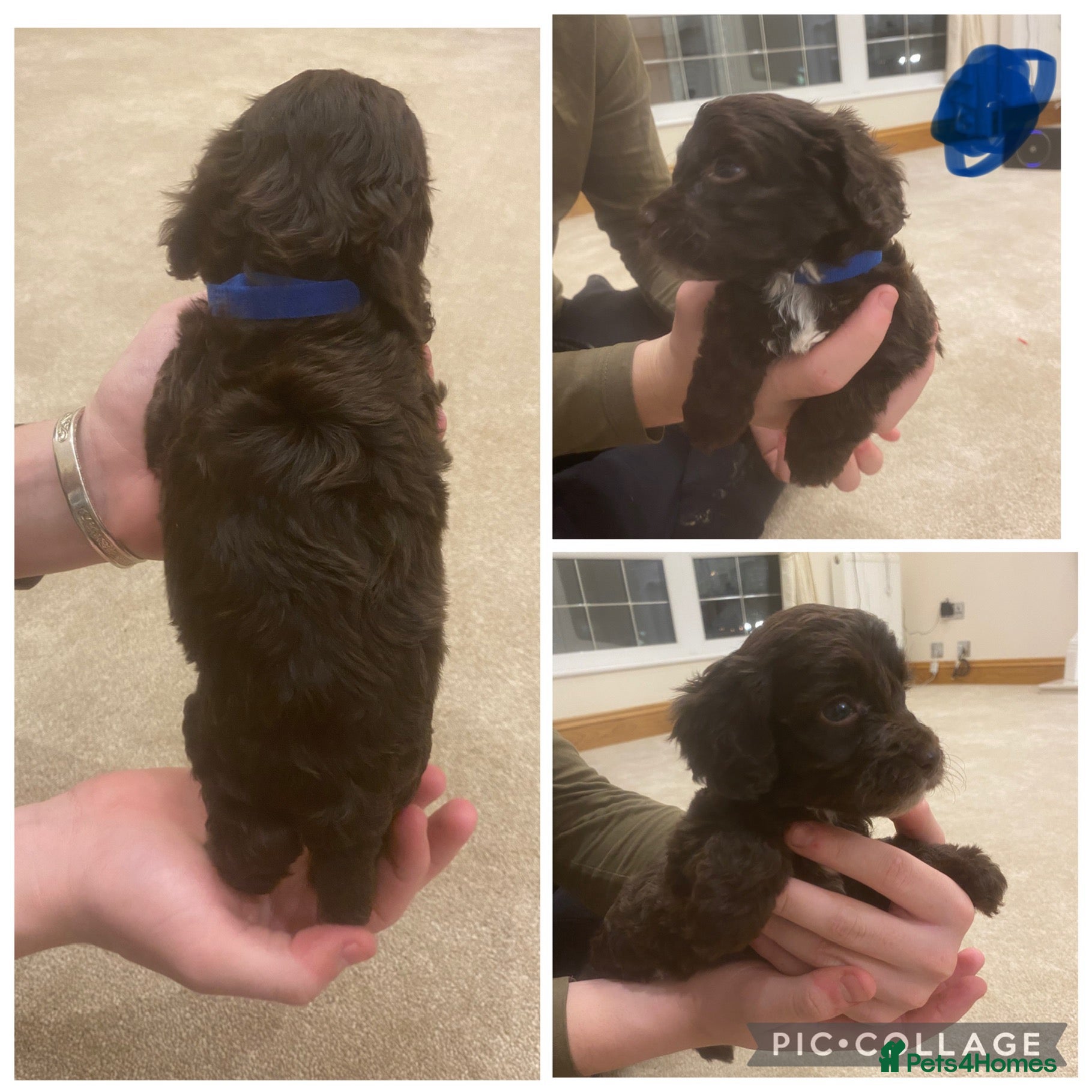 Cockapoo dogs F1 cockerpoo puppies  - Advert 1