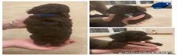 Cockapoo dogs for sale: F1 cockerpoo puppies  - Advert 1