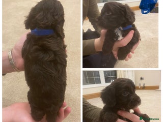 Cockapoo dogs F1 cockerpoo puppies - Advert 1