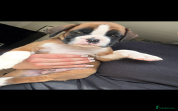 Boxer dogs for sale: KC Champion bloodline Boxer puppies  - Image 16