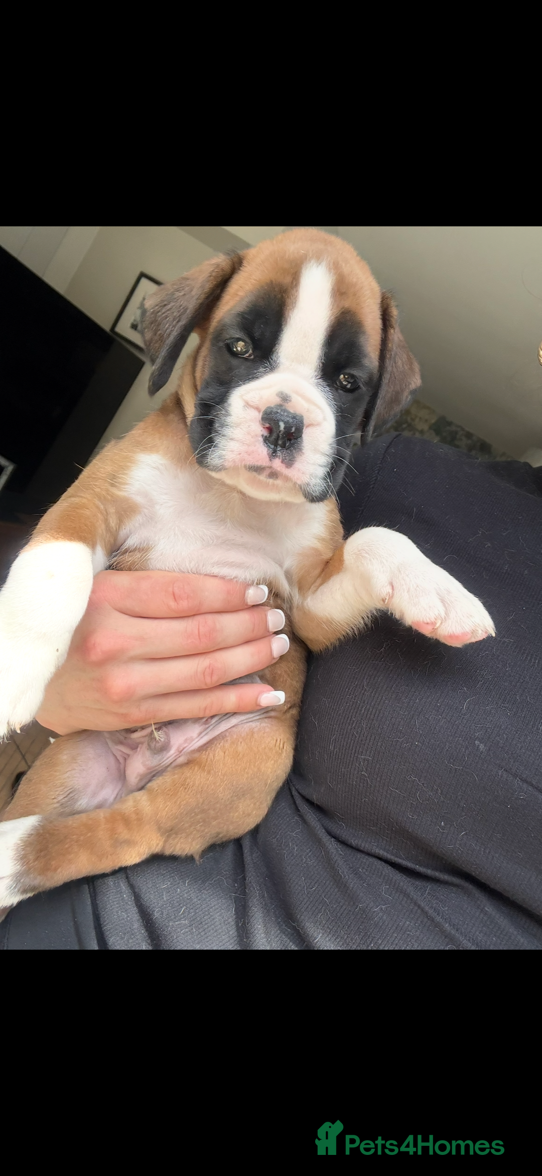 Boxer dogs for sale: KC Champion bloodline Boxer puppies  - Image 16