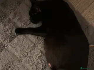 Bombay cats Mother and her two litters need to be rehomed - Advert 7