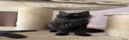 Maine Coon cats for sale: Tica registered black smoked male Maine coon - Advert 24