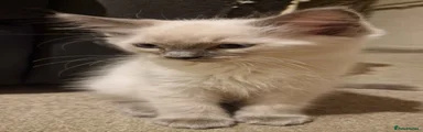 Ragdoll 1