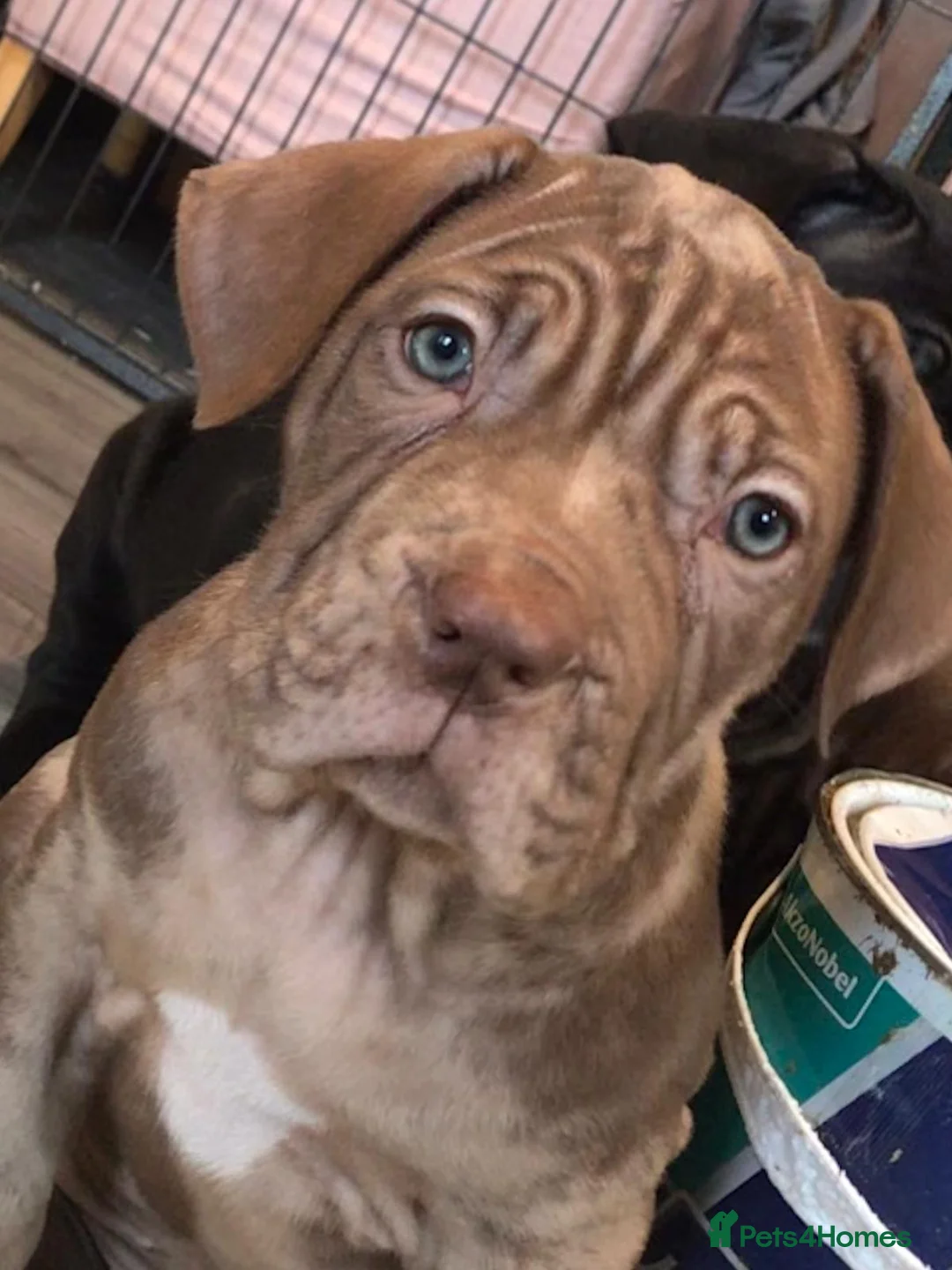 Mixed Breed dogs for sale: Presa X Neo puppies R2G! last available female  - Advert 23