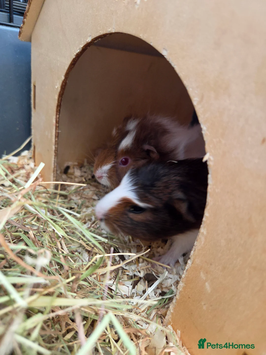 Guinea Pig rodents for sale: Baby boys guinea pigs - Advert 2