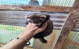 Ferret rodents for sale: Ferret kits - Image 6