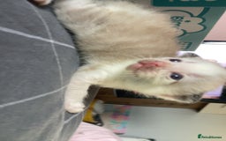 Mixed Breed cats for sale: 5 kittens  - Image 8