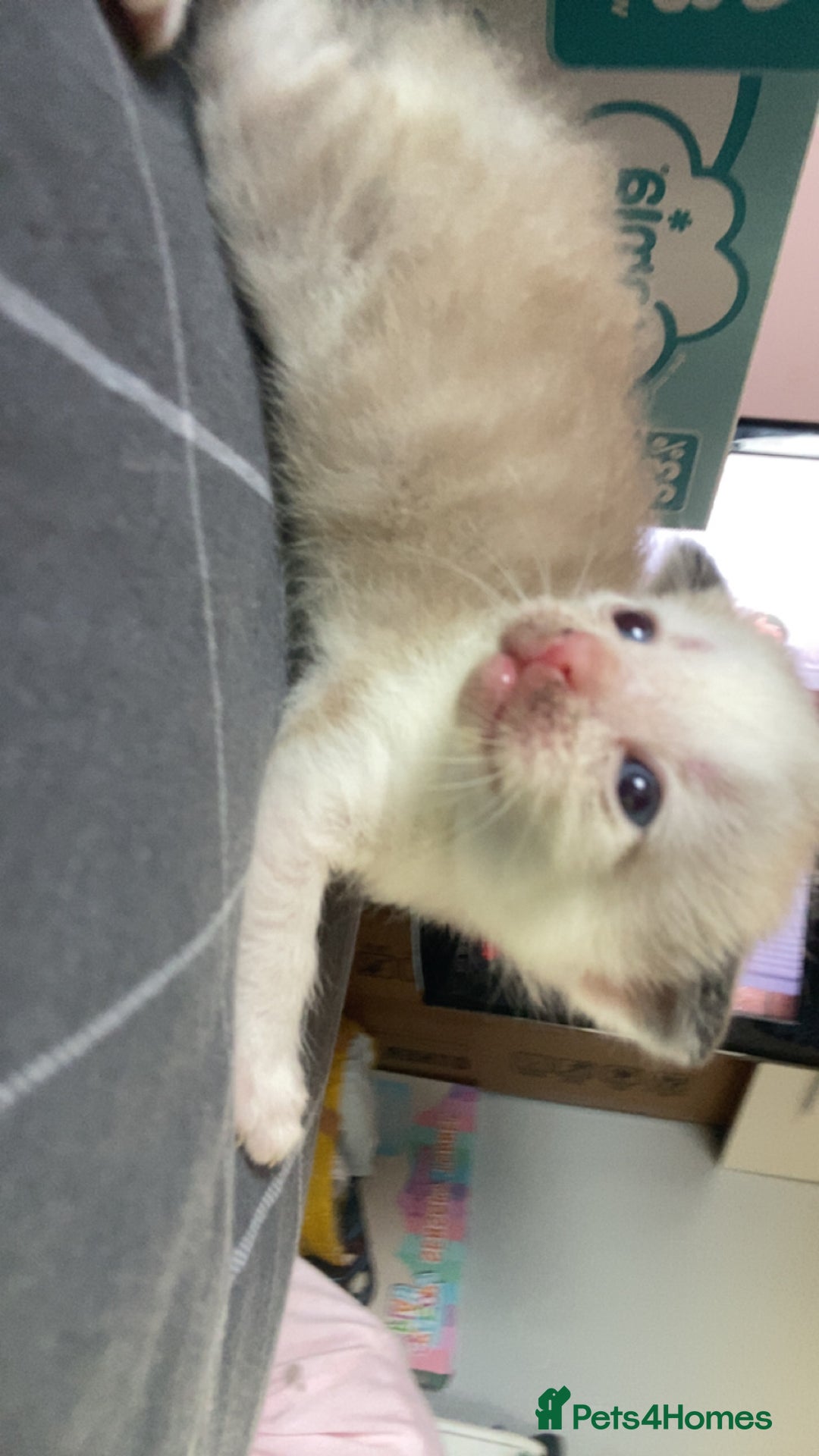 Mixed Breed cats for sale: 5 kittens  - Image 8