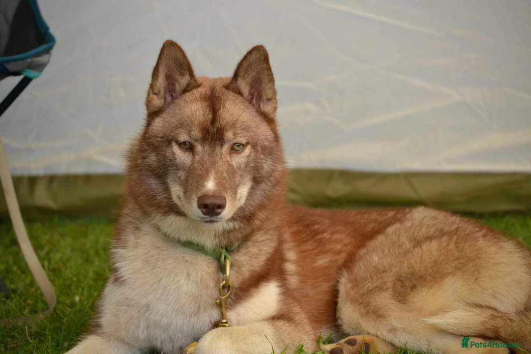 Siberian Husky dogs for sale: 2 KC Reg Siberian Huskys £600 each - Advert 2