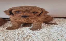 Cockapoo dogs for sale: 2nd generation cockapoo pups - Image 5