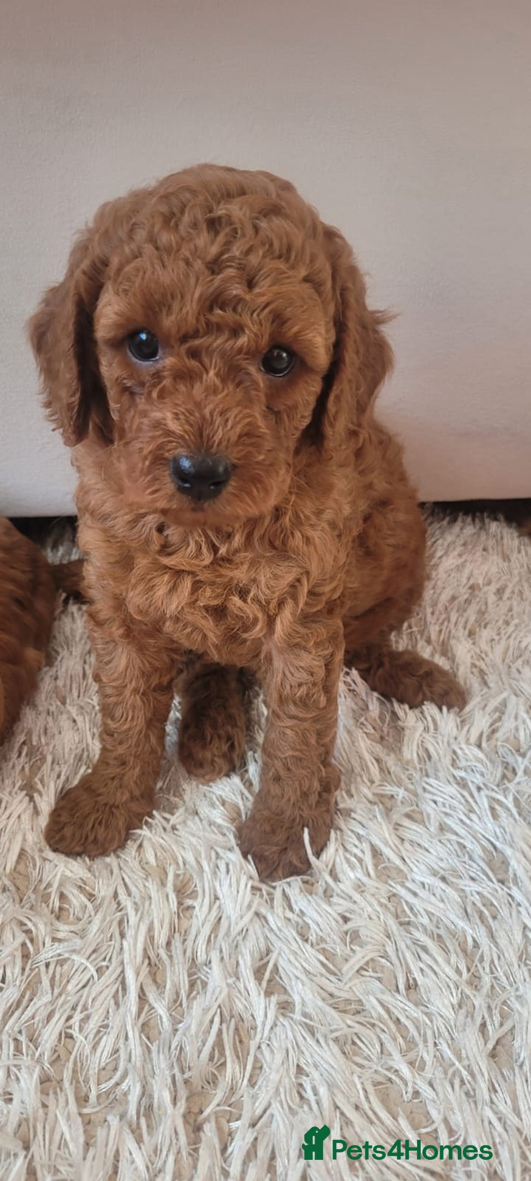 Cockapoo dogs for sale: 2nd generation cockapoo pups - Image 5