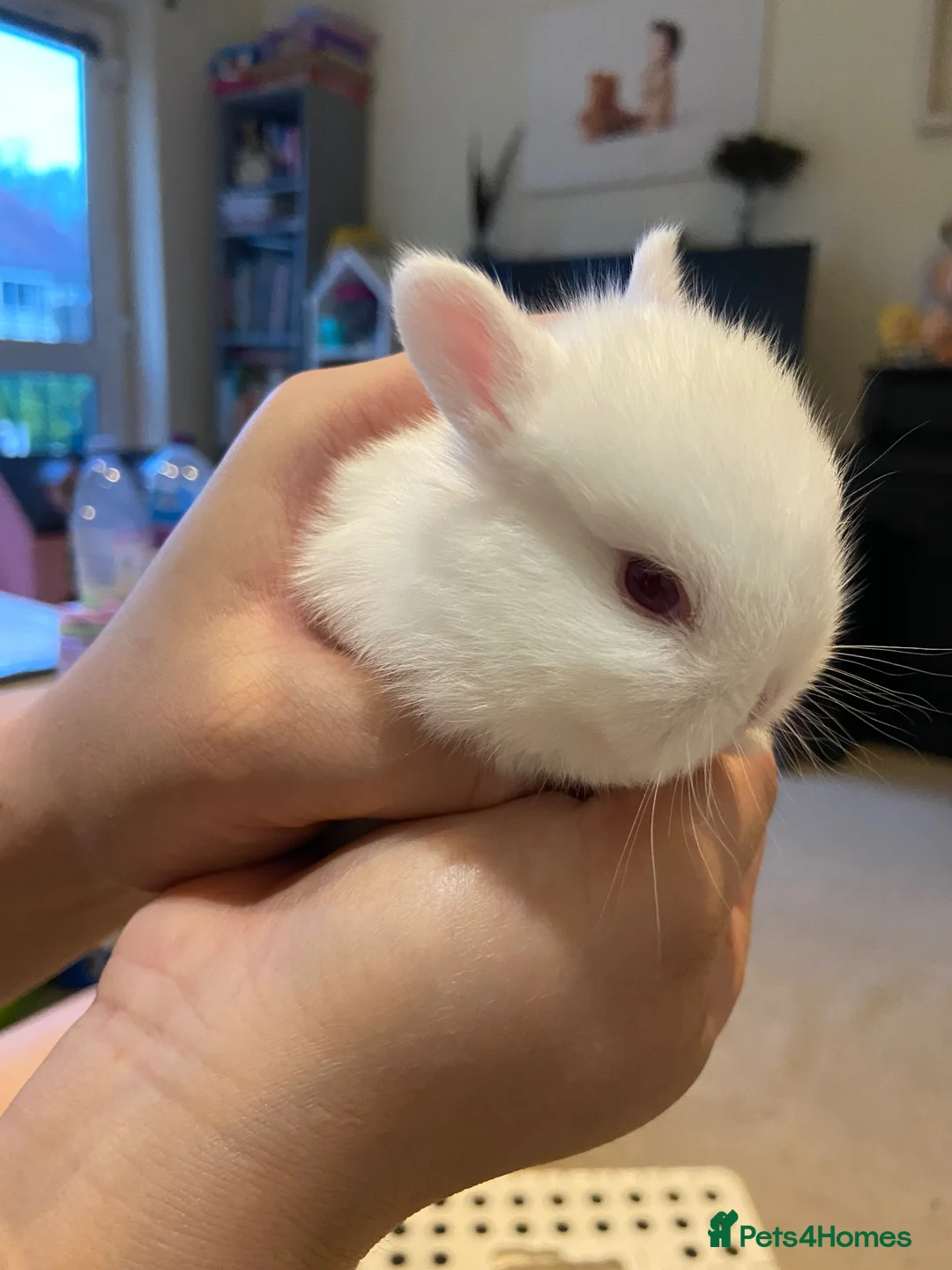 Netherland Dwarf rabbits for sale: Netherlands Dwarfs Bunnies in Poole - Advert 2