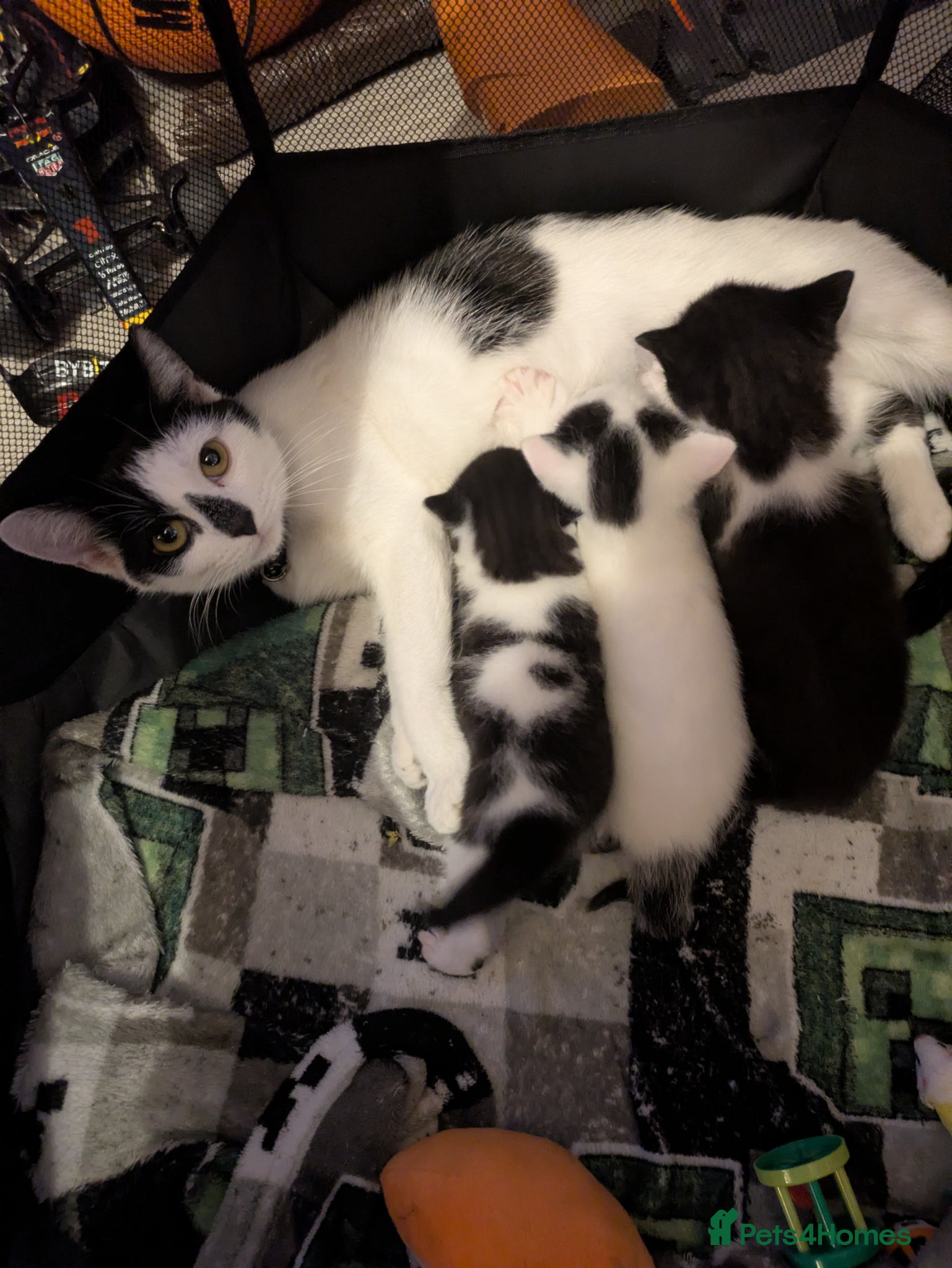Domestic Shorthair cats 3 kittens ready for their forever homes - Advert 1