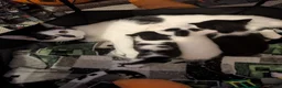 Domestic Shorthair cats for sale: 3 kittens ready for their forever homes - Advert 1