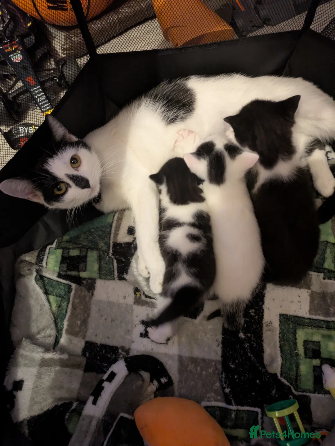 Domestic Shorthair cats for sale: 3 kittens ready for their forever homes - Advert 1