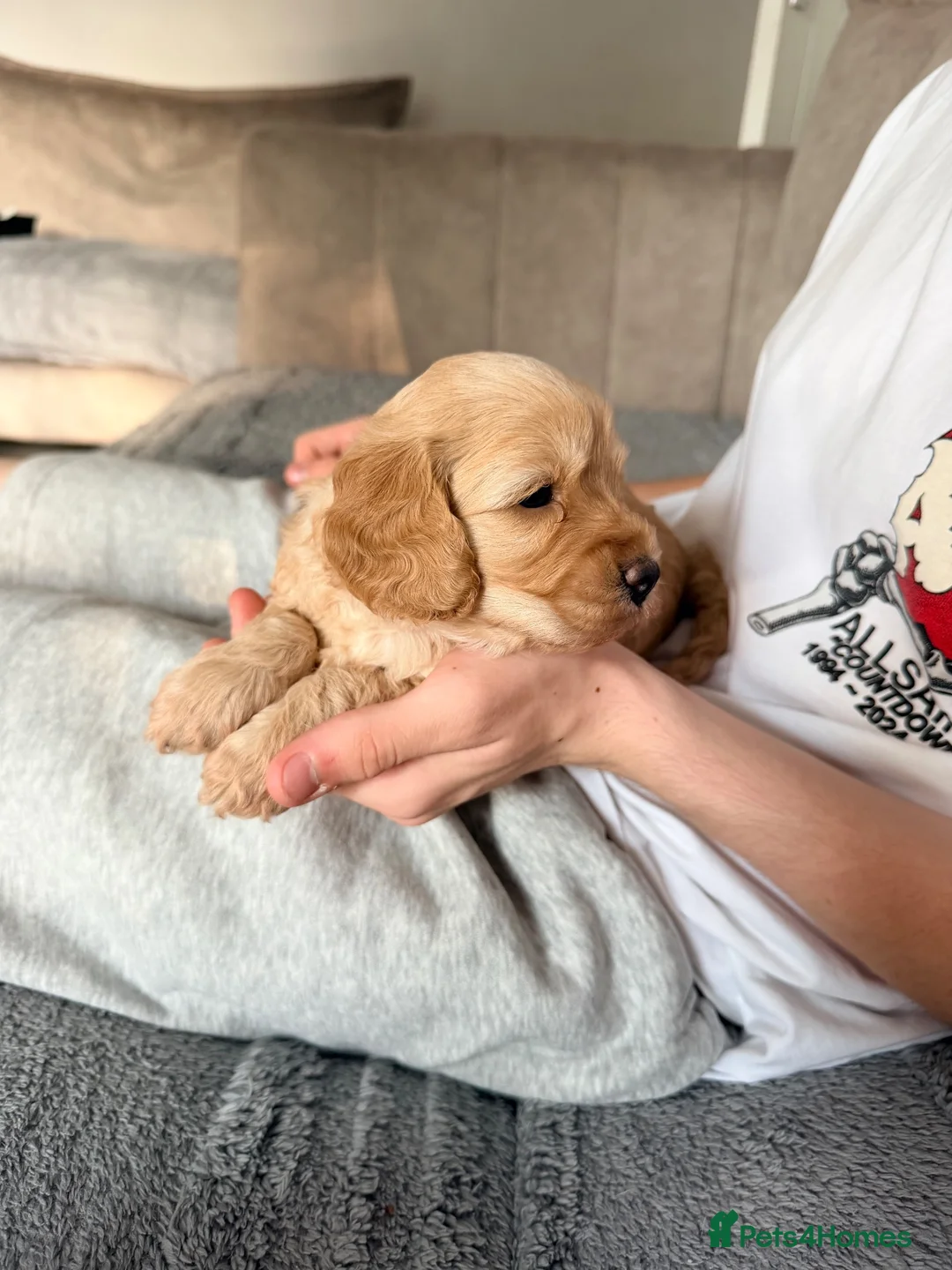 Mixed Breed dogs for sale: Amazing little of cava- cockapoo pups in Warrington - Advert 2