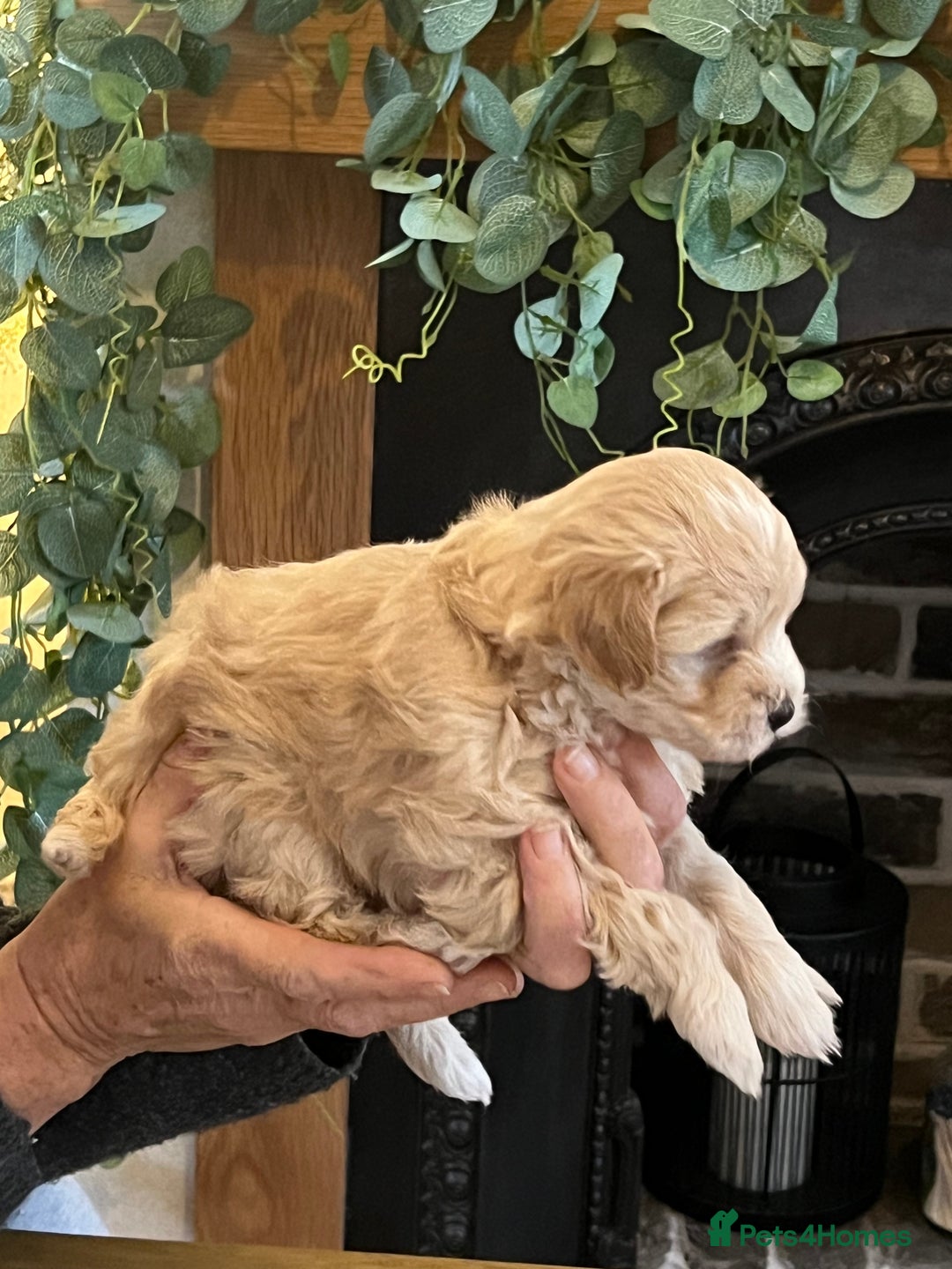 Maltipoo dogs for sale: Maltipoo puppies  - Advert 26