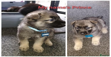 Shepsky dogs - Advert 5