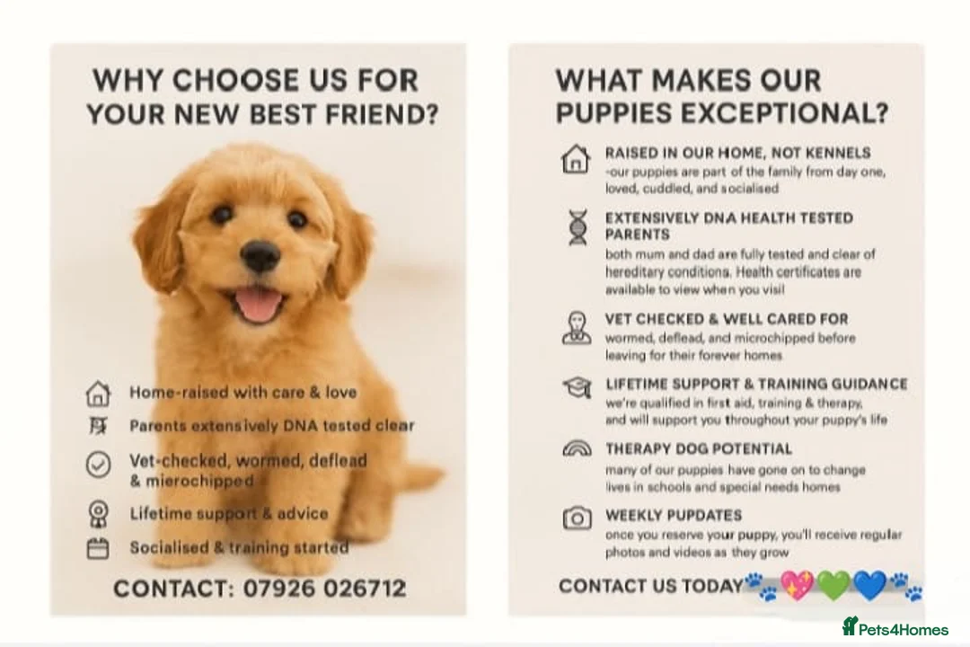 Maltipoo dogs for sale: Exceptional Genuine F1 Maltipoo puppies  - Advert 7