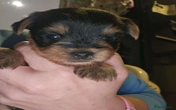 Yorkshire Terrier dogs for sale: Yorkshire terrier  - Advert 5