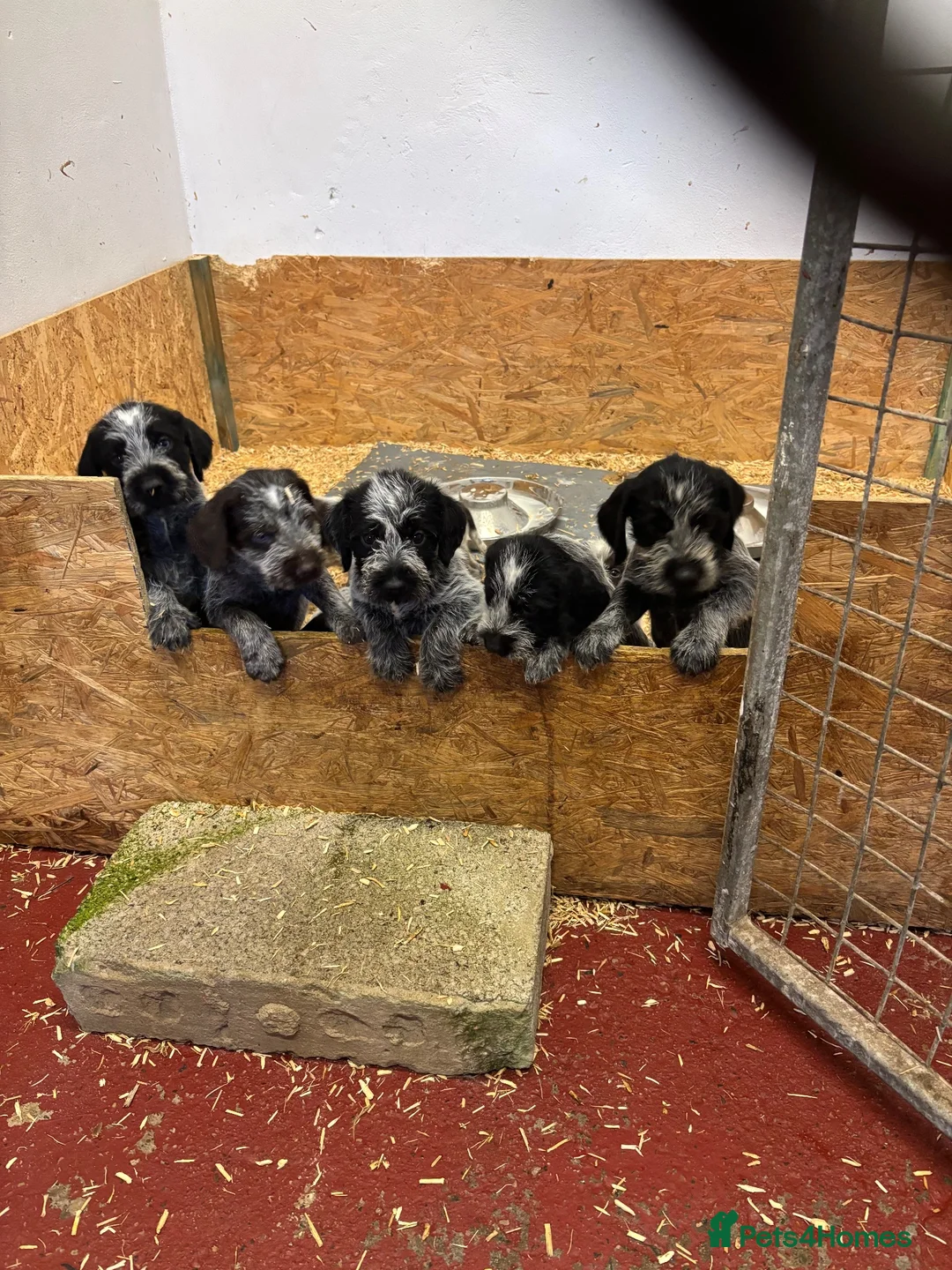 German Wirehaired Pointer dogs for sale: German Wire Haired Pointer Puppies For Sale  in Stanley - Advert 1