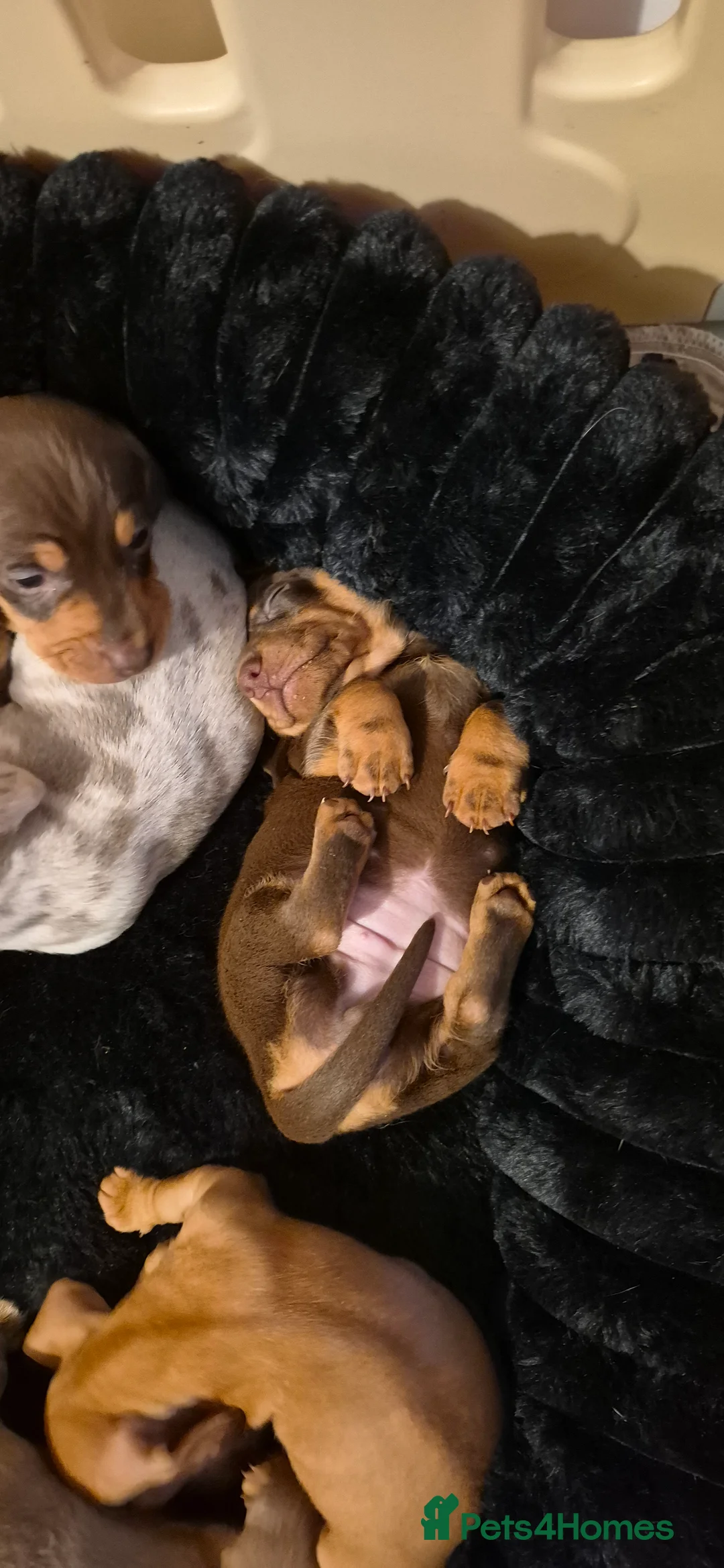 Dachshund dogs for sale: Miniature dachshund 1 girl left - Advert 31