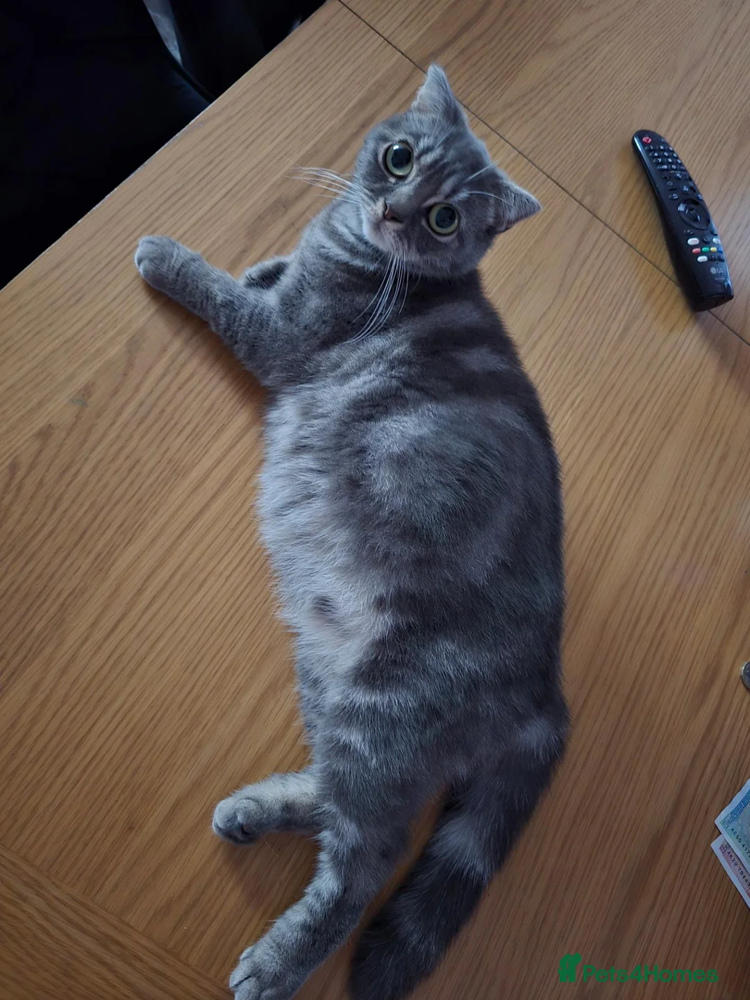 Mixed Breed cats for sale: Cute 8 Week Old Kittens in Wolverhampton - Advert 2