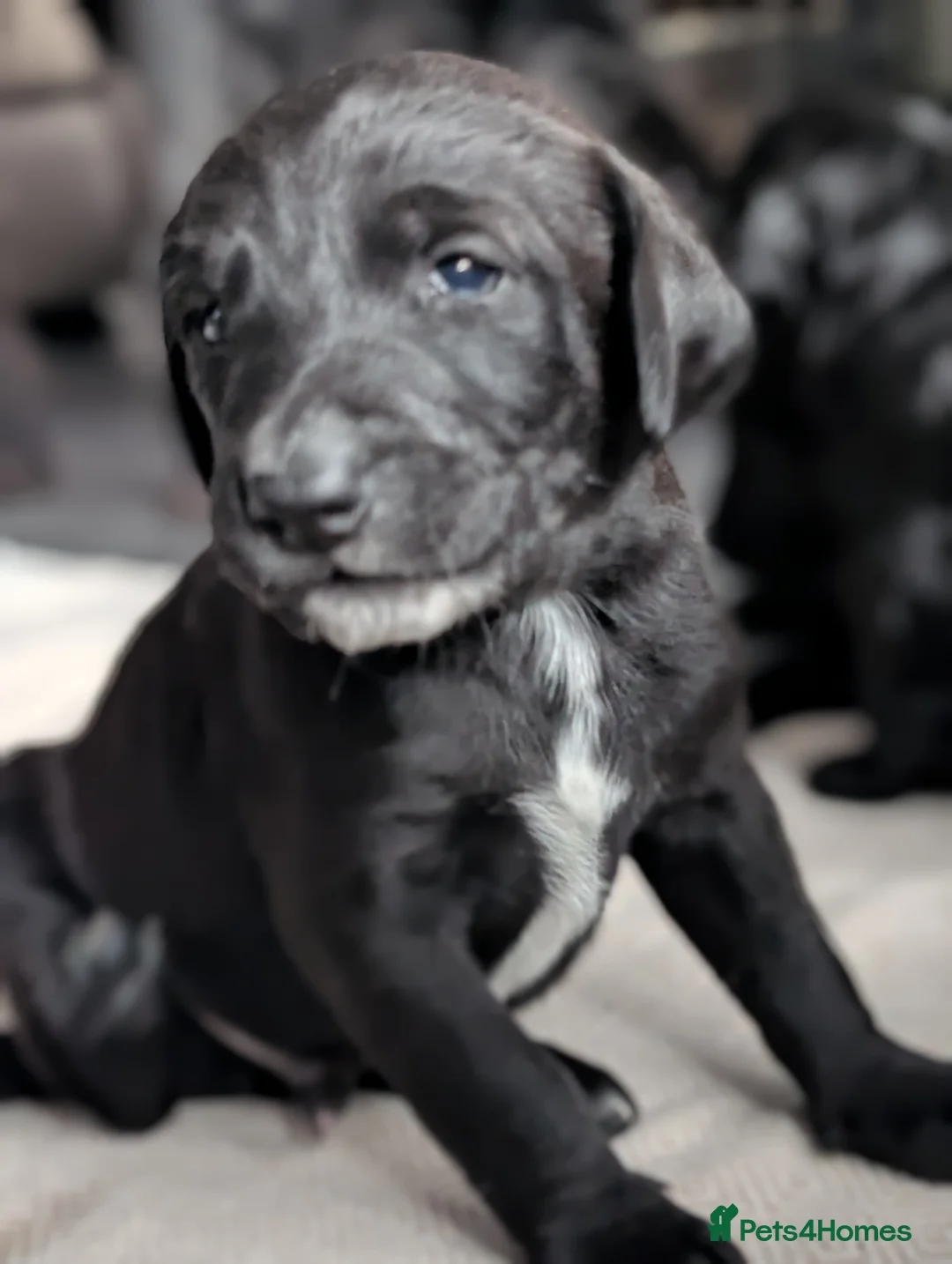 Labradoodle dogs for sale: 🐾 Labradoodle Puppies 🐾 - Advert 33