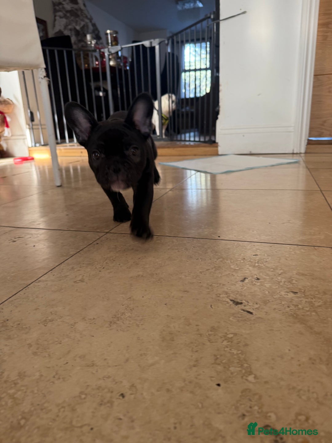 French Bulldog dogs for sale: French bulldog puppy  - Advert 2