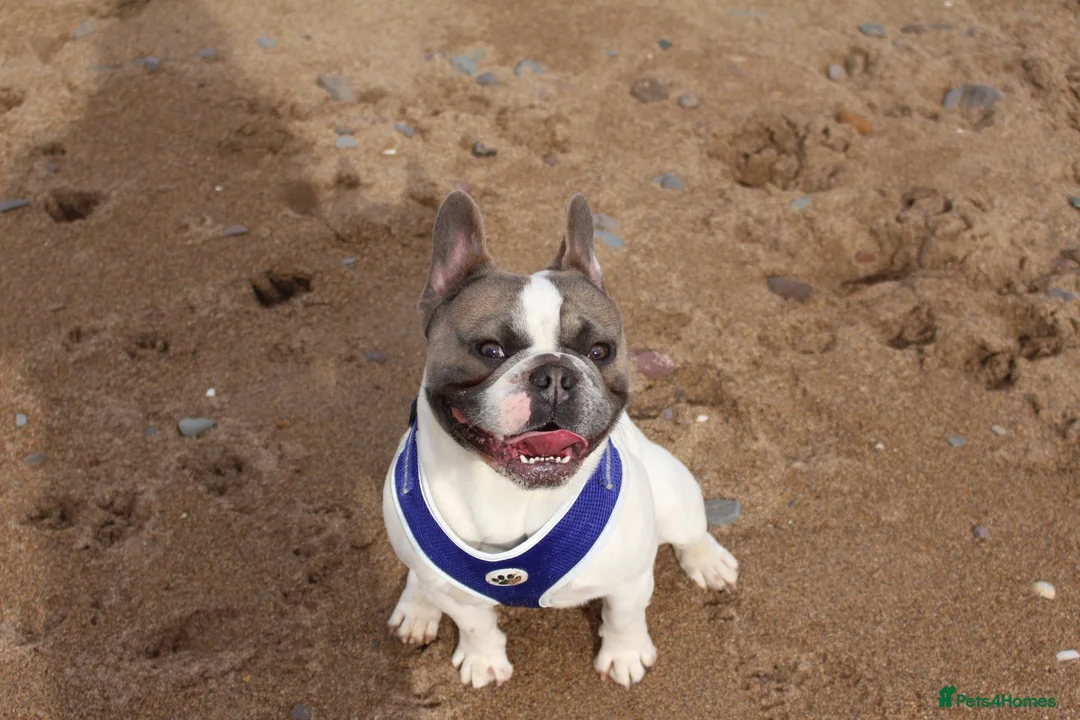French Bulldog dogs for sale: French Bulldog - Advert 2