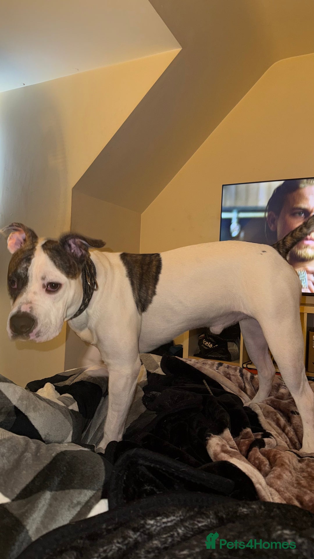 American Bull Staffy dogs for sale: American staff bull terrier  - Image 4