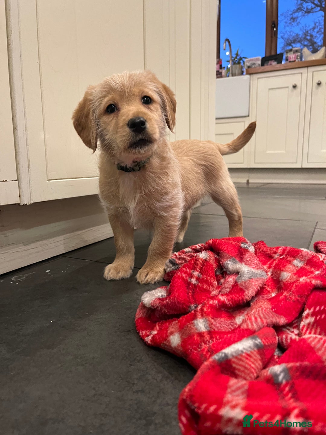 Labradoodle dogs for sale: Red/Apricot Health Tested Miniature Labradoodles - Advert 21